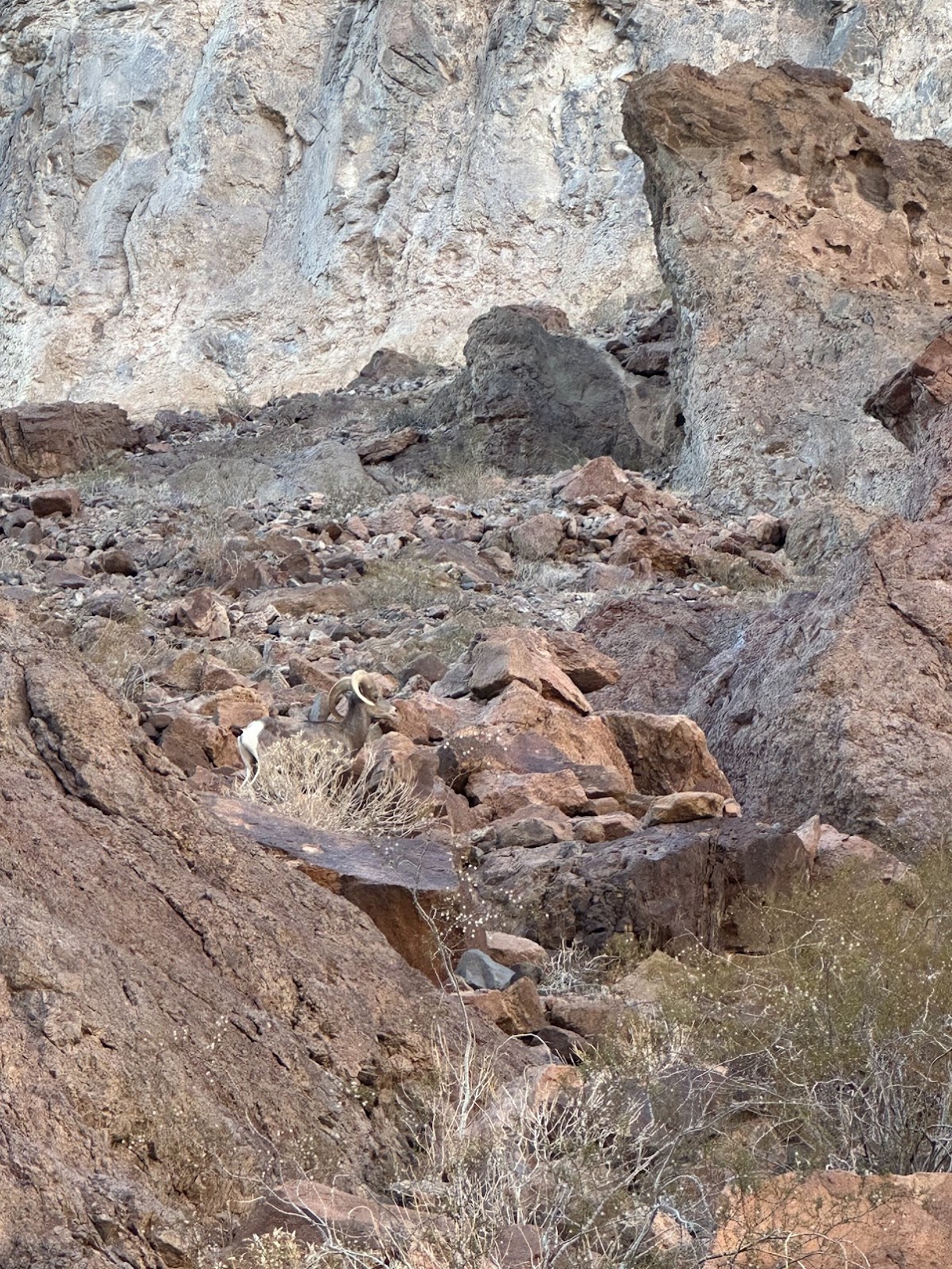 Arizona Hot Springs Goat 1740121074185